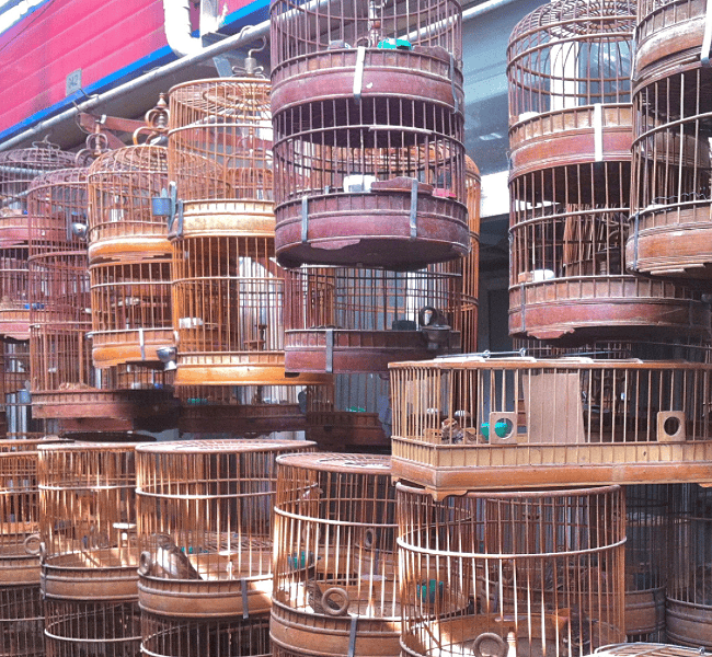 China Bird Cages Market