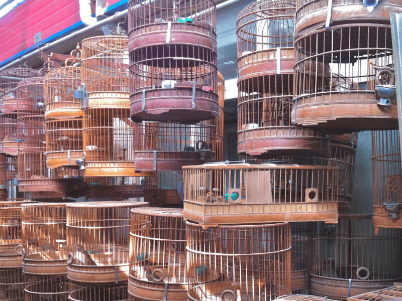 China Bird Cages Market