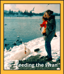 feeding the swans