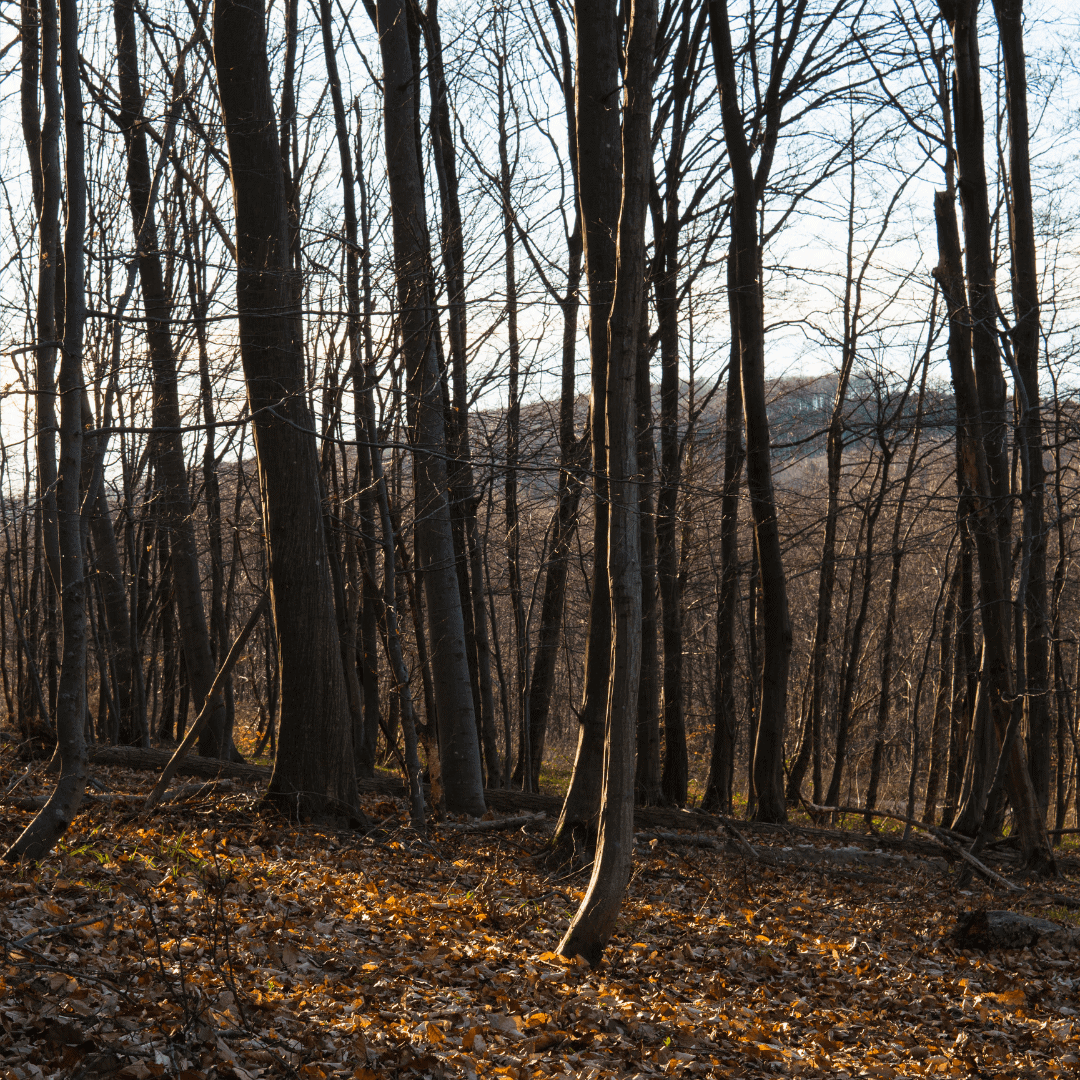 Pressbaum Forest Austria