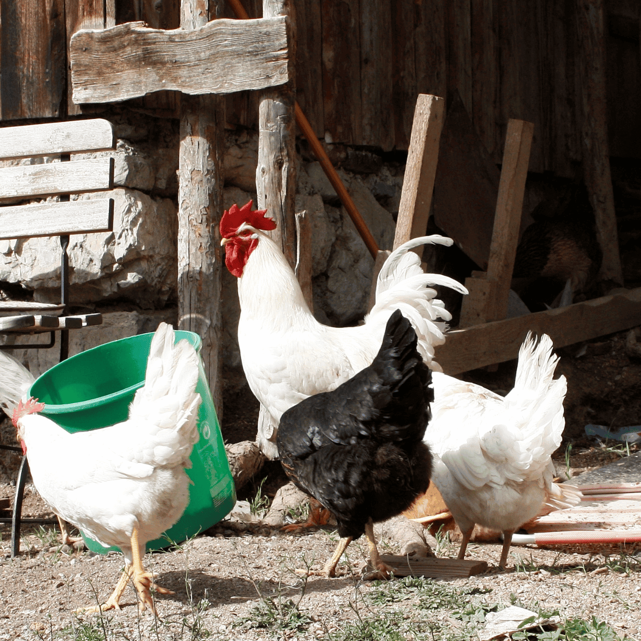 Chickens Slaughter In Italy