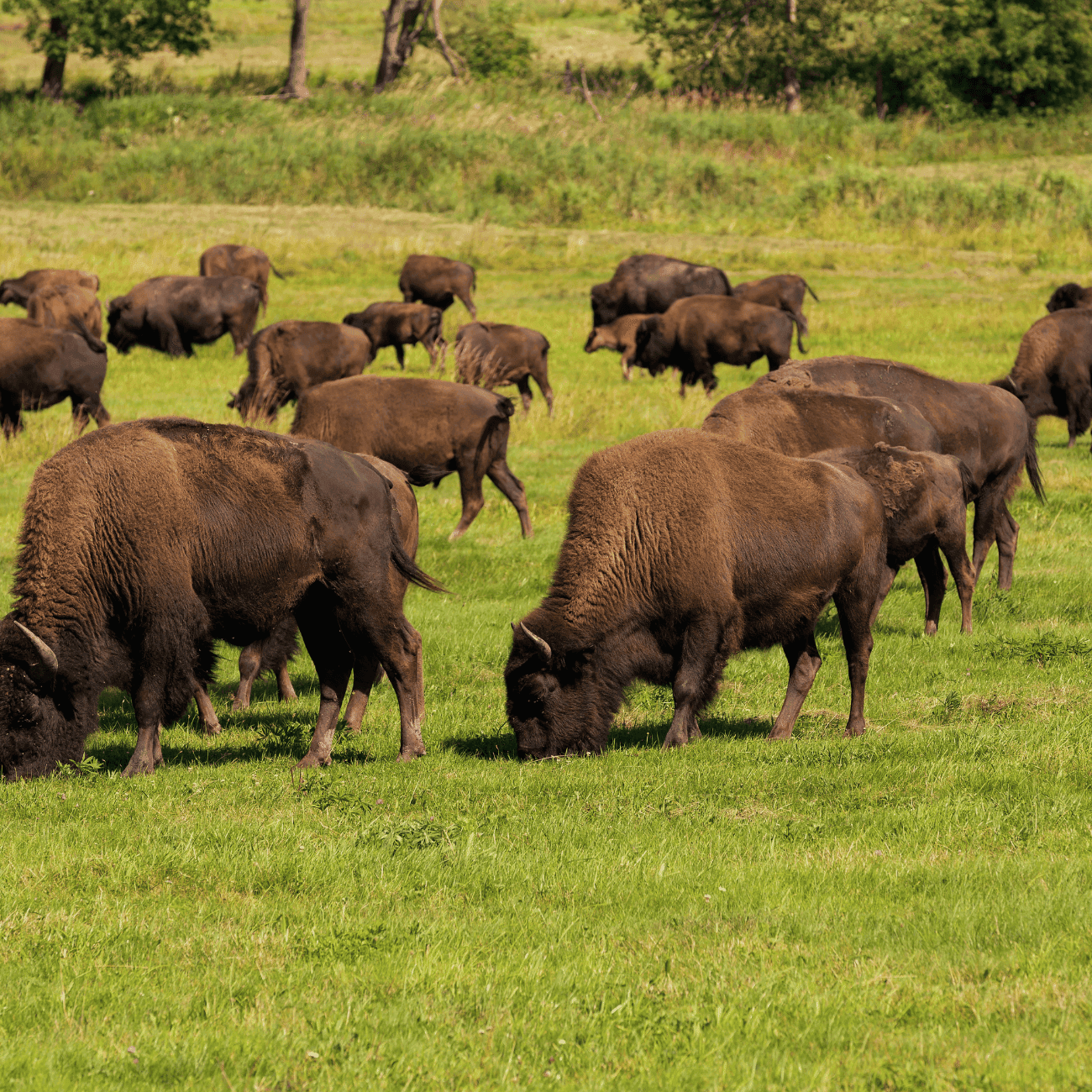 Buffalo 🦬 Bombs