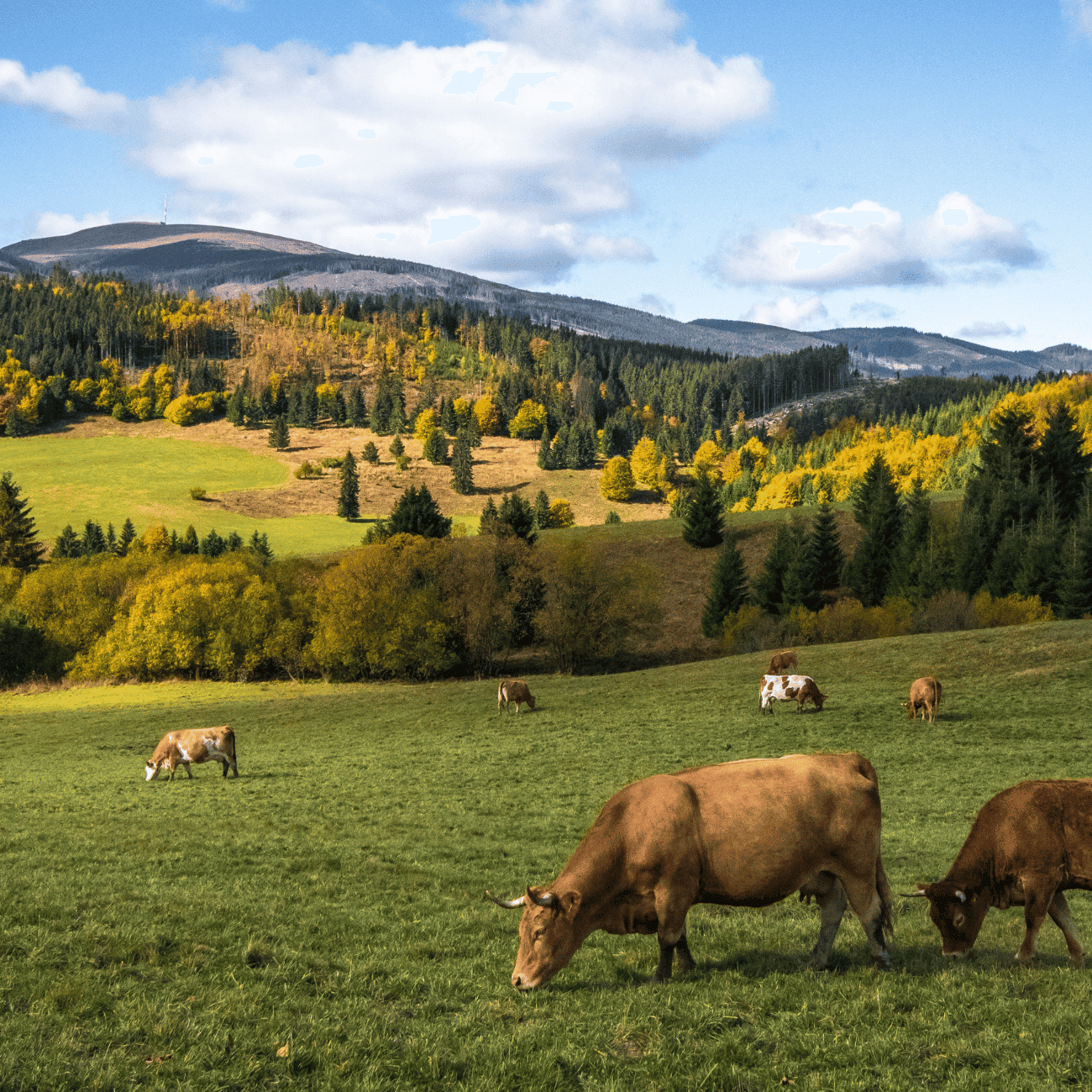 Kempten Cows