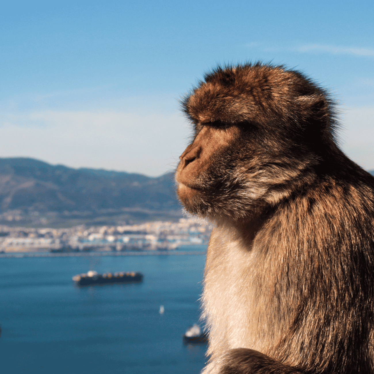 Gibraltor Monkey on Rock