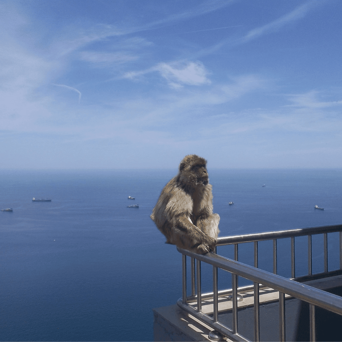 Gibraltor Rock with Monkey