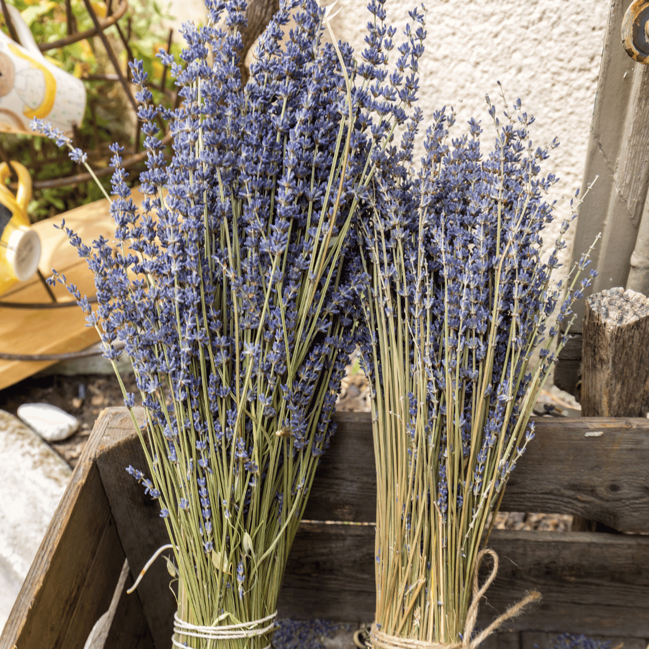 Lavender Provence