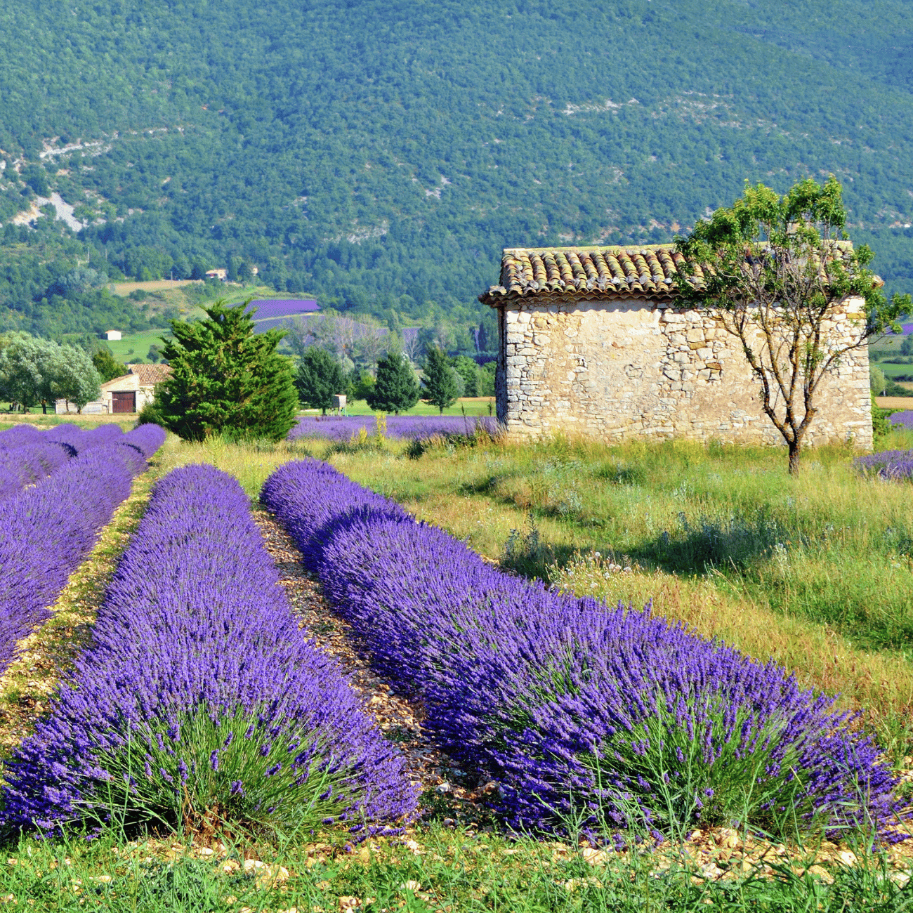 Saint Etienne