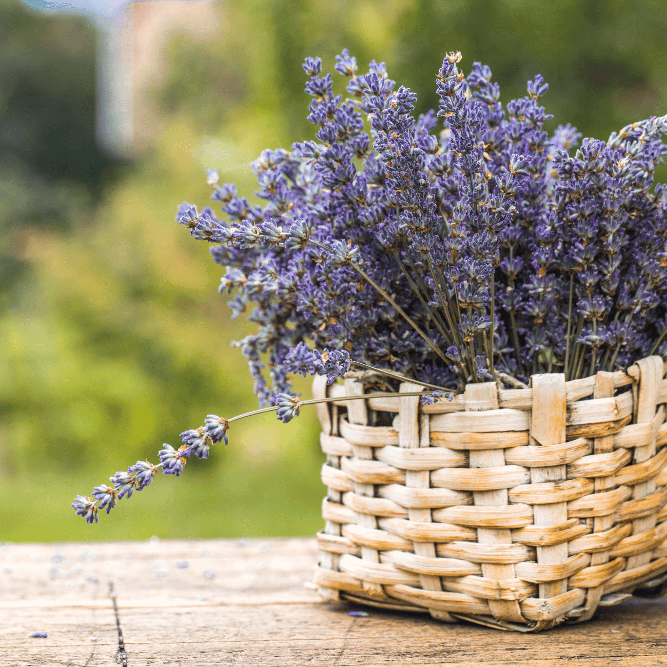 Kempten and Lavendel