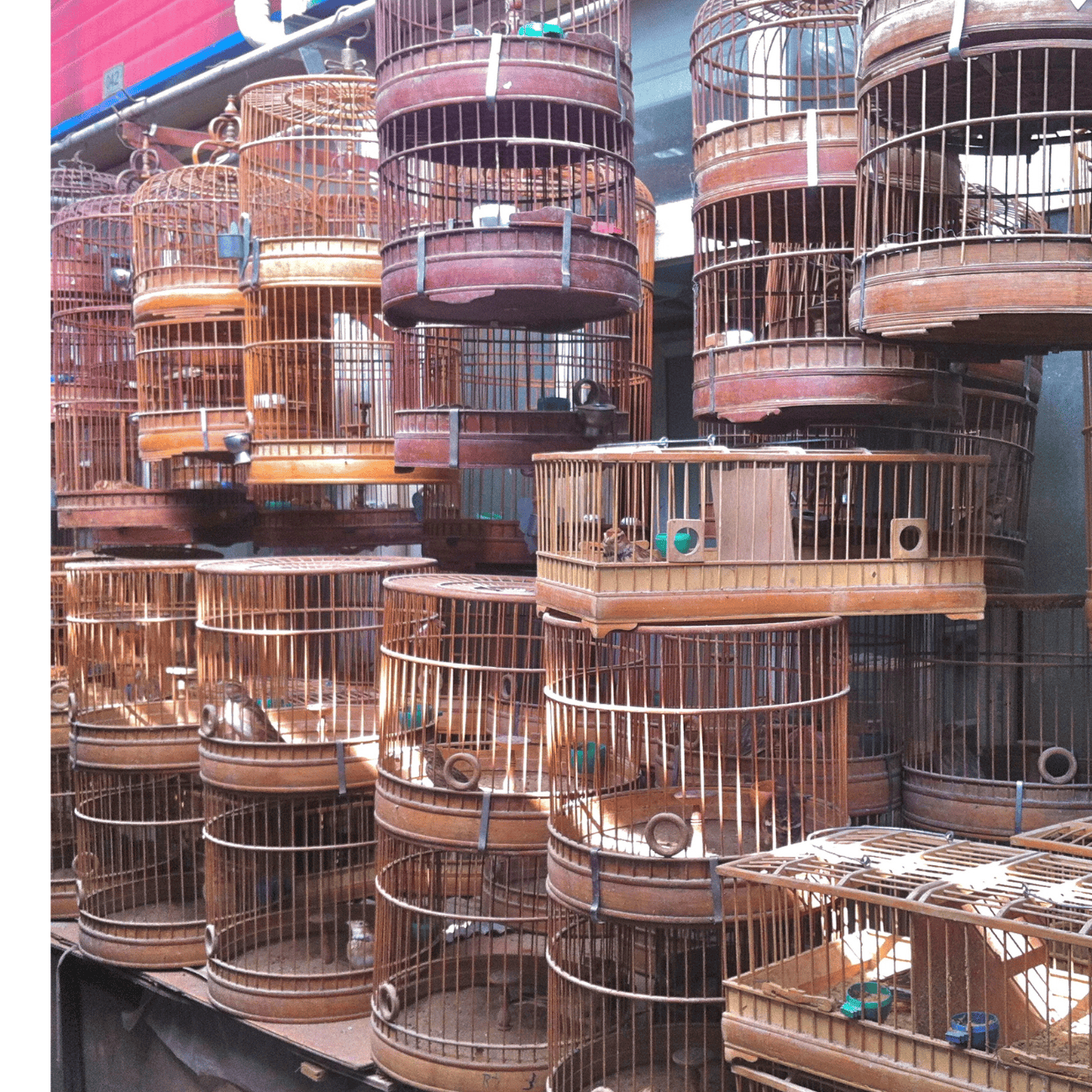 Shanghai Bird Market