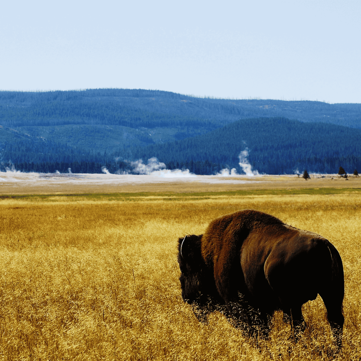 Yellowstone Buffalo