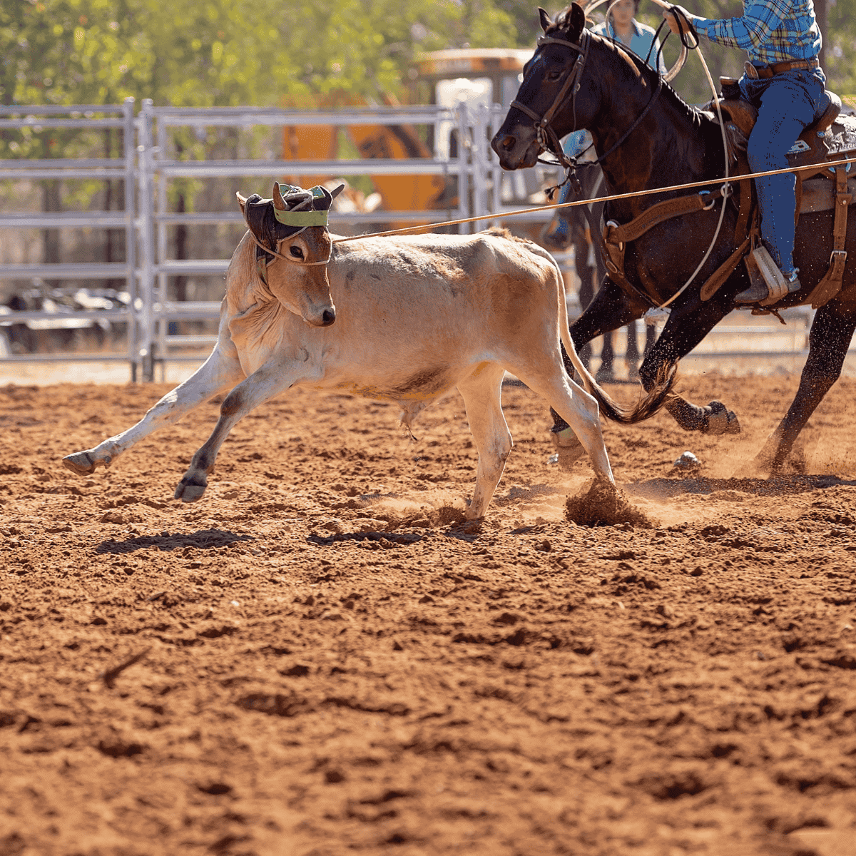 Wyoming Rodea