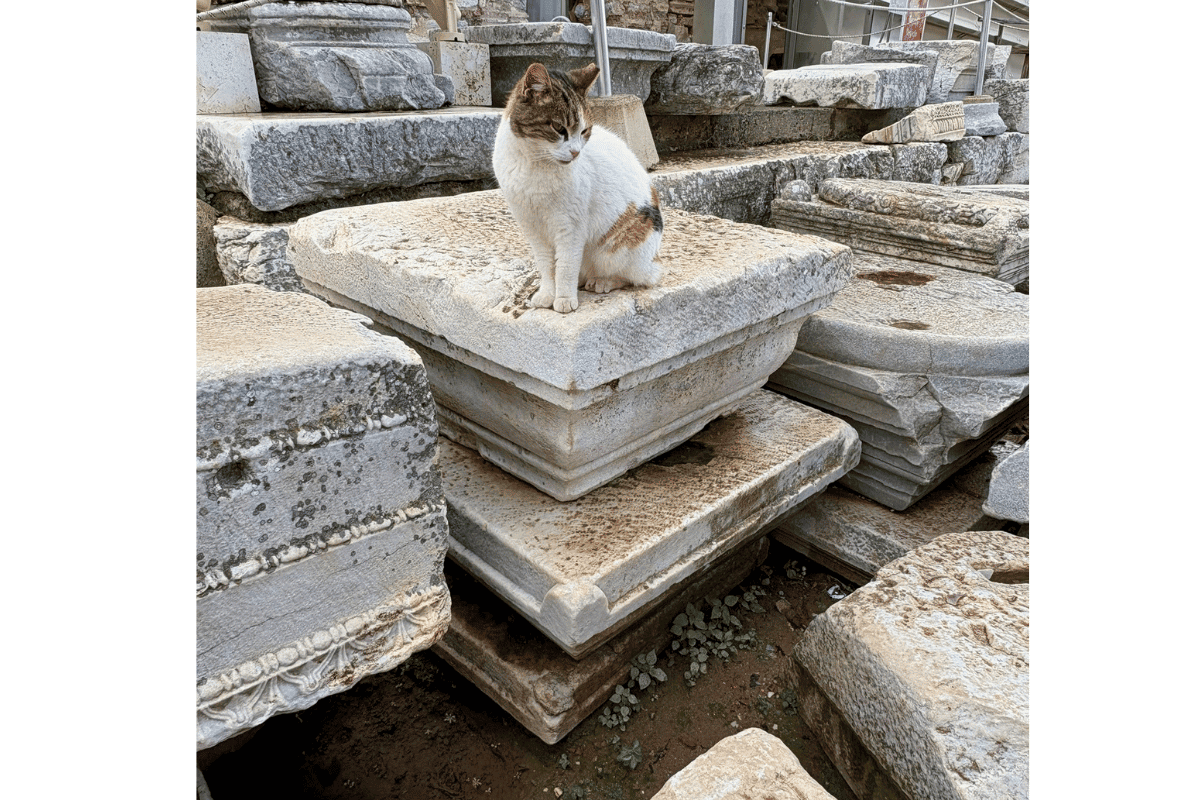 Ephesus Cat